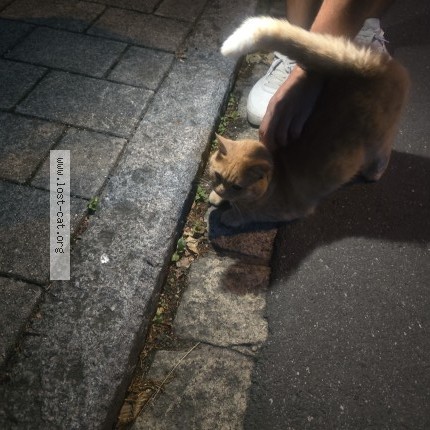 Foto 1/1 Gefundene Katze Gefunden in Bayreuth