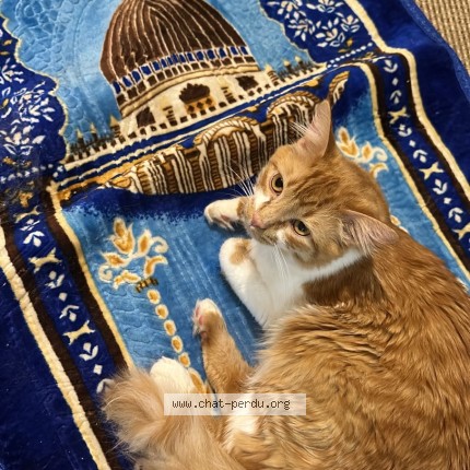 Photo of a cat found in Ris Orangis