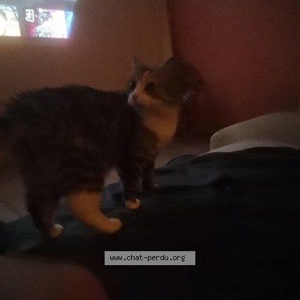 Photo of a cat found in Seynod