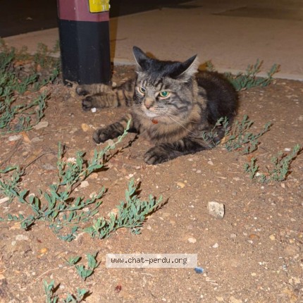 Photo of a cat found in Marly