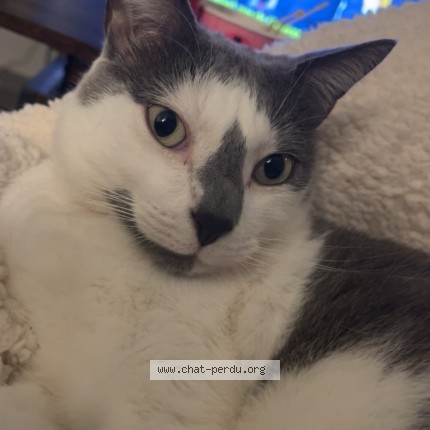 Photo of a cat found in Montpellier