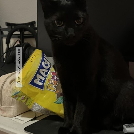 Foto 1/1 Gefundene Katze Gefunden in Carouge Ge