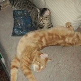 Garfield