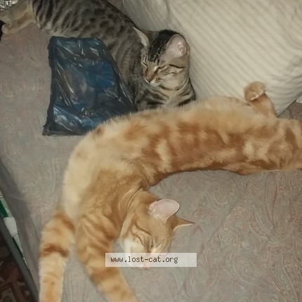 Photo 1/2 Garfield Cat lost in Sarasota