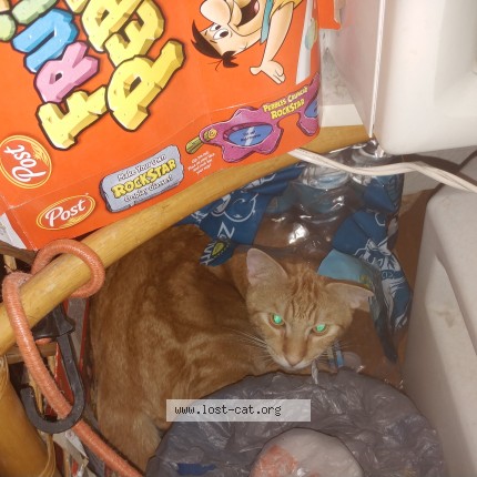 Photo 2/2 Garfield Cat lost in Sarasota