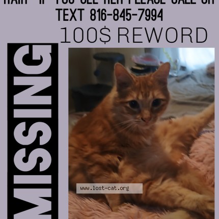 Photo 1/1 Honey Cat lost in Independence