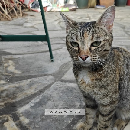 Photo of a cat found in Orly
