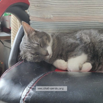 Foto 1/3 Nyx Katze verloren in Penthalaz
