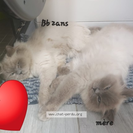 Foto 1/1 BouBou Kat vermist in Glain