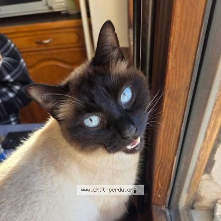 Foto 1/1 Gefundene Katze Gefunden in La Tour De Peilz