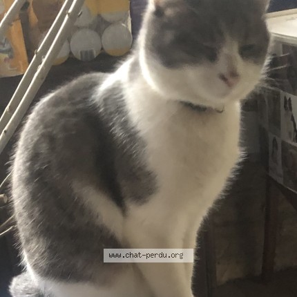 Photo of a cat found in Autrey Les Gray