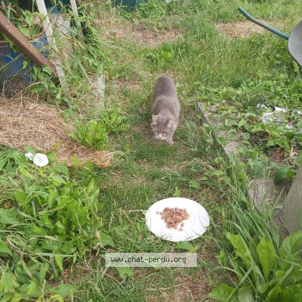 Foto 1/1 Kat gevonden Gevonden in Linkebeek