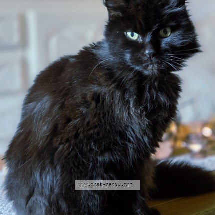 Foto 1/1 réglisse Kat vermist in Chiny