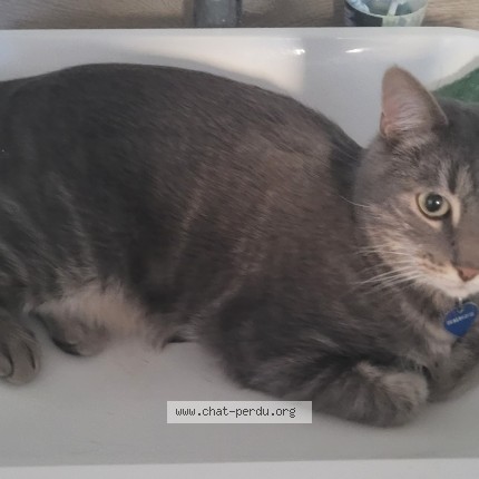 Photo of a cat found in Saint Junien