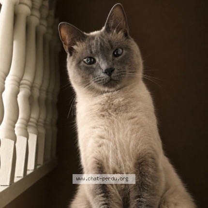Photo of a cat found in Tourcoing