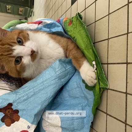 Photo of a cat found in Chalandray