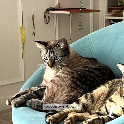 Photo of a cat found in Devecey