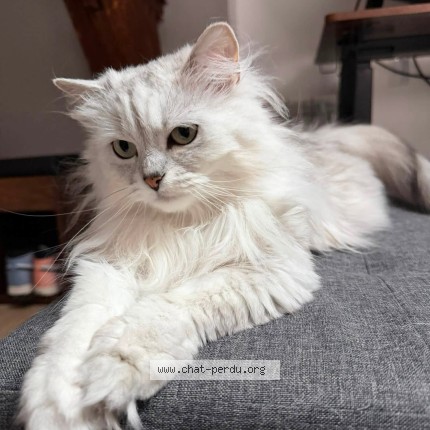 Photo of a cat found in Montereau Fault Yonne