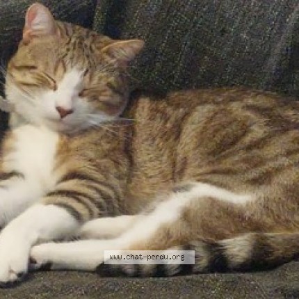 Foto 1/1 Kat teruggevonden Vermist in Etterbeek