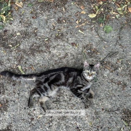 Foto 1/1 Kat gevonden Gevonden in Ceroux Mousty