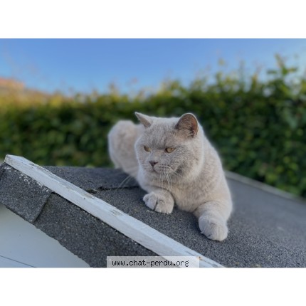 Foto 1/1 Archie Kat vermist in Beersell