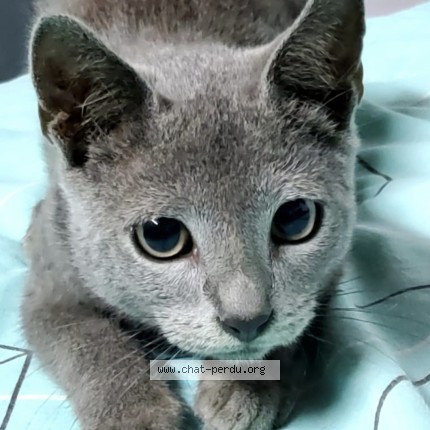 Photo of a cat found in Bretigny Sur Orge