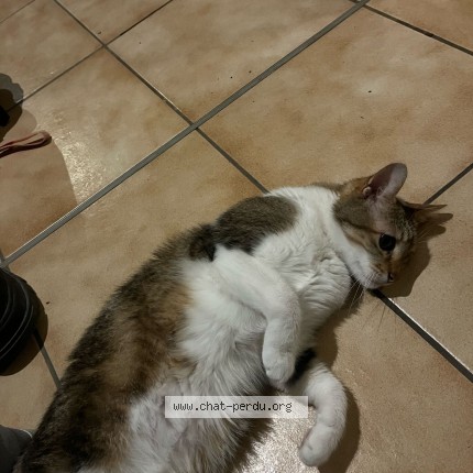 Foto 1/1 Inti Gatto smarrito a Lausanne