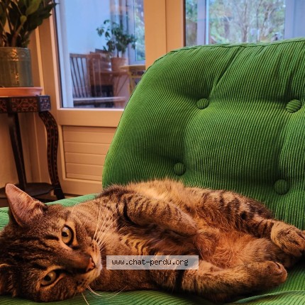 Photo of a cat found in Nantes