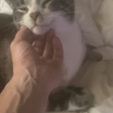 tyson