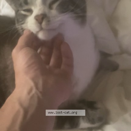 Photo 1/1 tyson Cat lost in North York