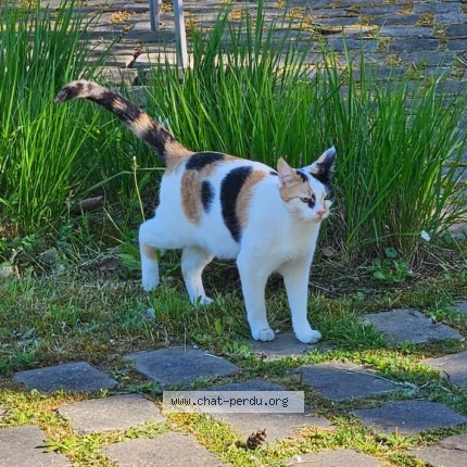 Foto di gatto smarrito a Chambesy