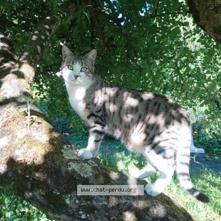 Photo of a cat found in Bracon