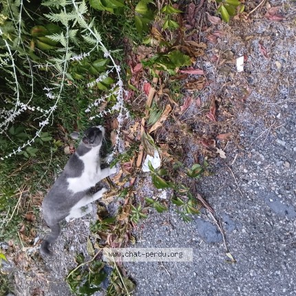 Photo of a cat found in Lyon