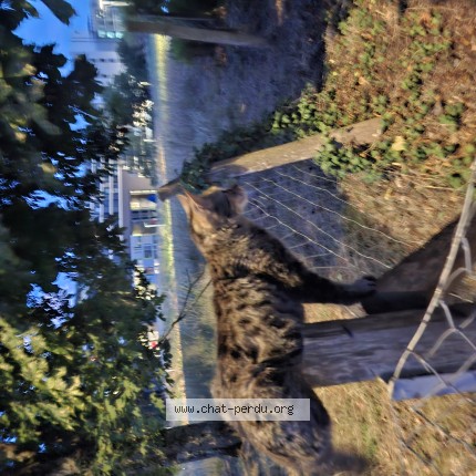 Foto 1/1 Gatto trovato Trovato a Geneve