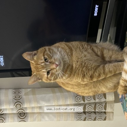 Photo 1/1 Found cat Found in Somerset West