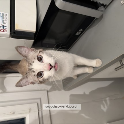 Photo of a cat found in Rangueil