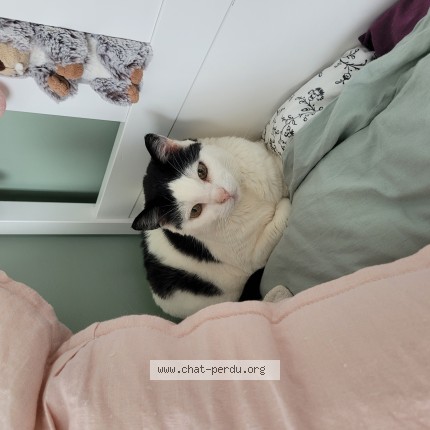 Photo of a cat found in Offemont