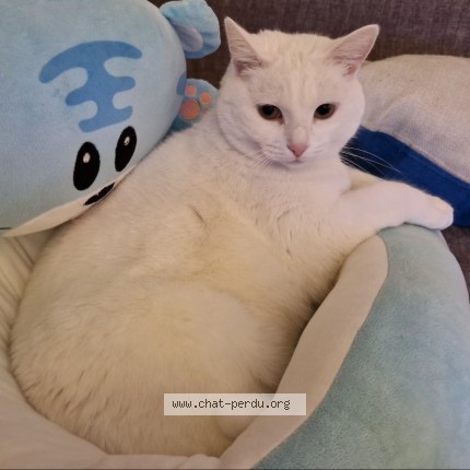 Foto 1/1 Wiedergefundene Katze Verloren in Les Acacias