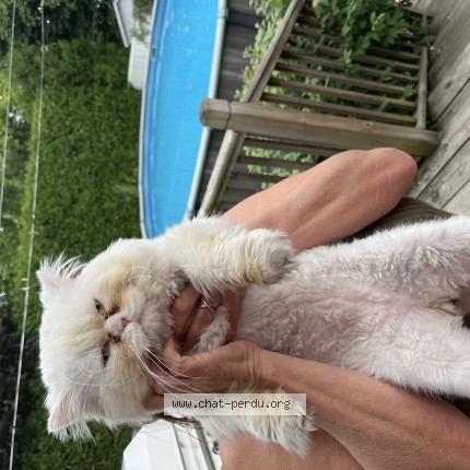 Photo 1/1 Found cat Found in Boisbriand