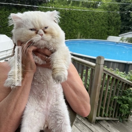 Photo 1/1 Found cat Found in Boisbriand