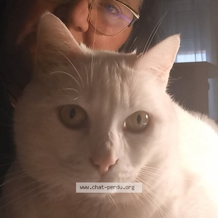 Photo of a cat found in Erquinghem Lys