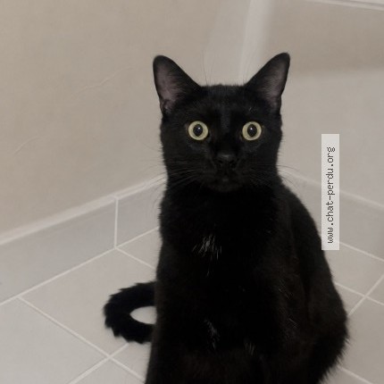 Photo of a cat found in Seynod