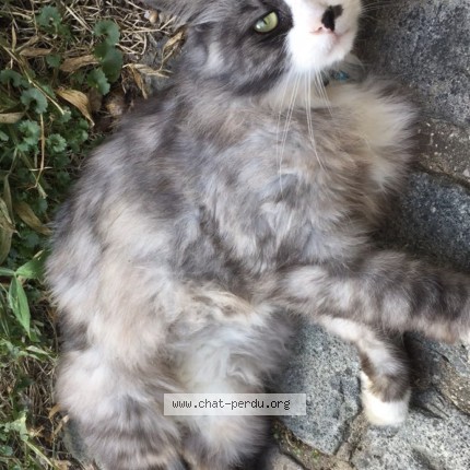 Photo of a cat found in Villeneuve D Ascq