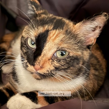 Photo 1/1 Nala Cat lost in North York