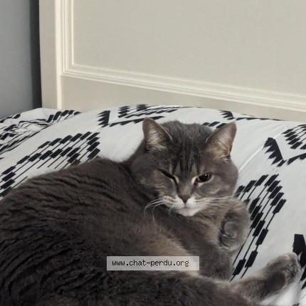 Photo 1/5 julieta Cat lost in Bois Des Filion