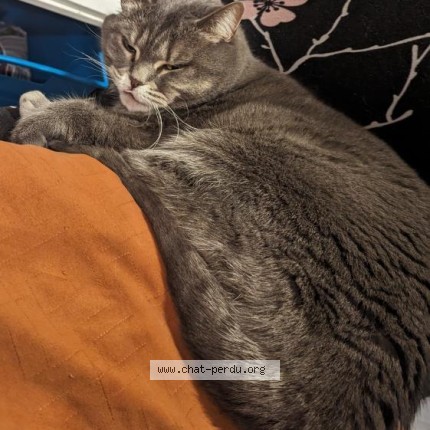 Photo 2/5 julieta Cat lost in Bois Des Filion