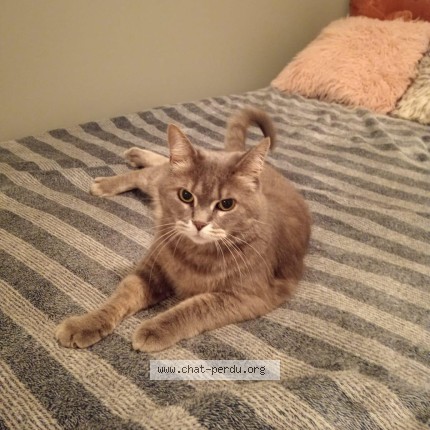 Photo 4/5 julieta Cat lost in Bois Des Filion