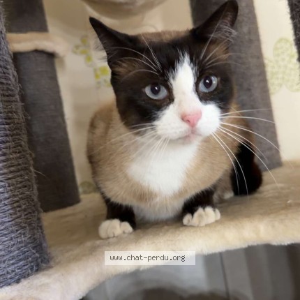 Photo of a cat found in Montbard