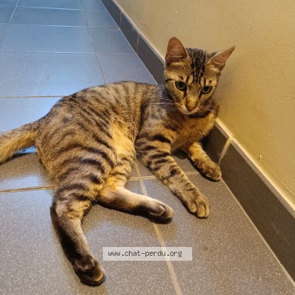 Photo of a cat found in Roubaix