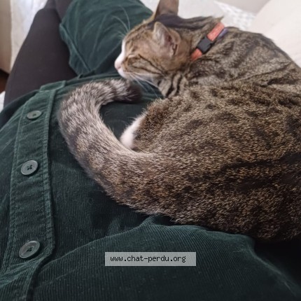 Photo of a cat found in Bordeaux